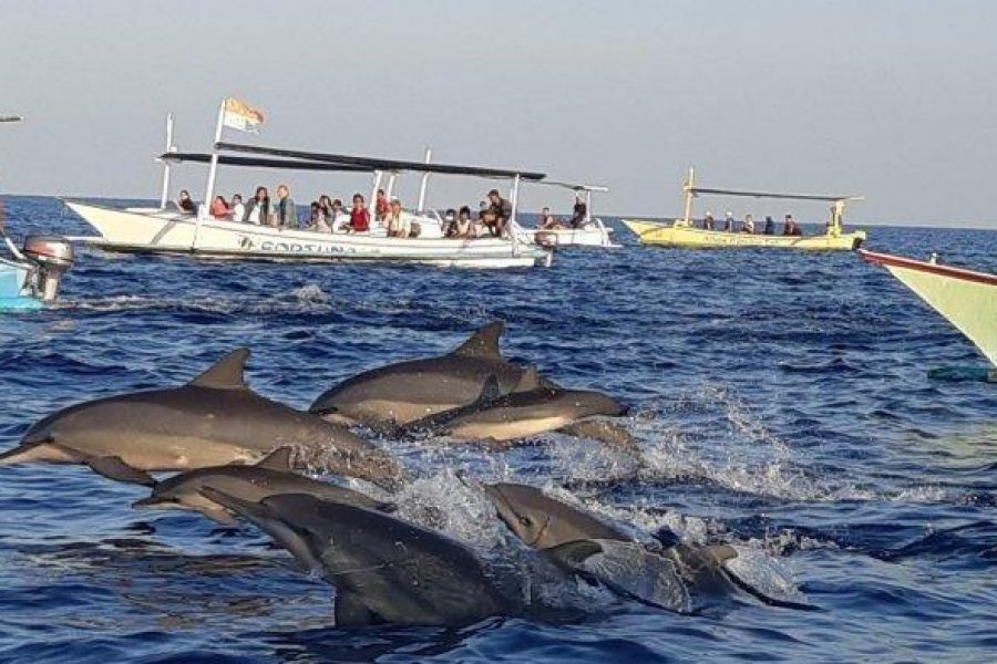 Dolphin Watching And Ulundanu Temple Trip