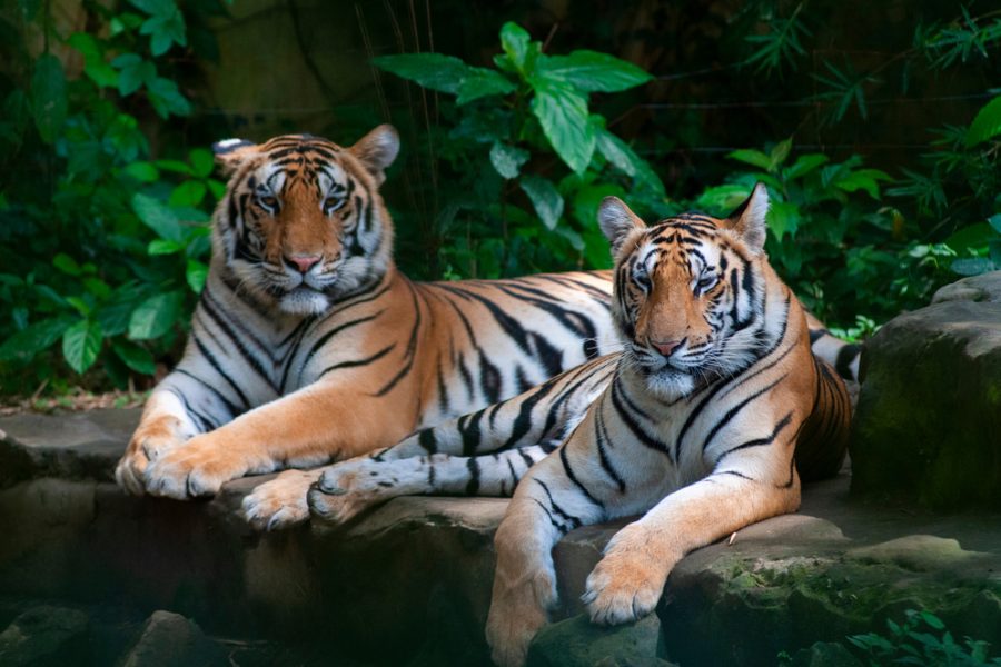 bali safari park